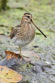 Common snipe (Gallinago gallinago), foraging, Switzerland, Europe