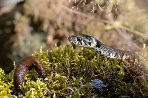 Grass snake and red slug (Arion rufus), Austria, Upper Austria), Upper Austria, Europe