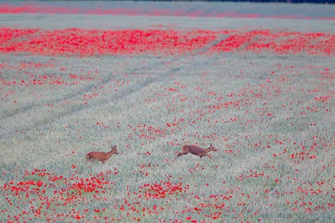 Roe deer (Capreolus capreolus) adult male buck and female doe in a farmland wheat field with