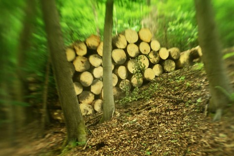 Forest damage in the Sauerland region has caused about 40 % of the spruce stand, especially in