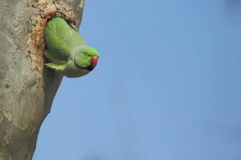 Rose-ringed Parakeet (Psittacula krameri) in breeding hole on tree trunk, male, parakeet, parrot,