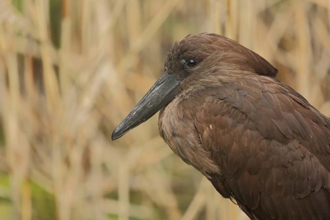 Portrait of the hammerhead (Scopus umbretta), shadow birds, hamerkop, captive