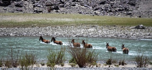 Wild donkey herd Indus Valley