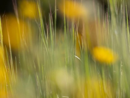 Photo art, depicted by blurred out of focus flowers of the rough hawksbeard (Crepis biennis),