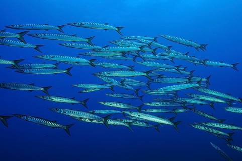 School of European barracuda (Sphyraena sphyraena) in the marine protected area Riserva naturale