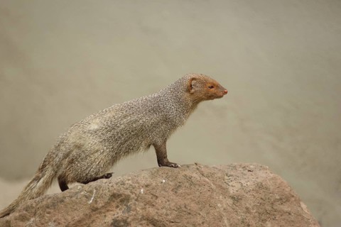 Indian gray mongoose (Herpestes edwardsii) on a rock, captive
