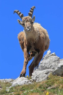 Alpine ibex (Capra ibex), female, looking head-on into the camera, sticking out her tongue, cheeky,