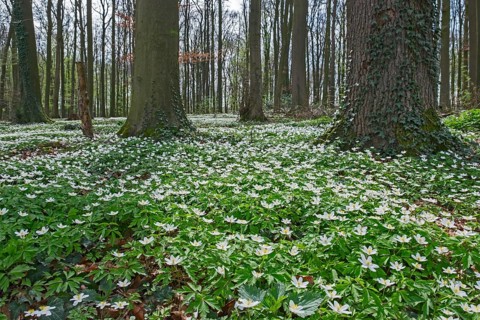 Forest floor covered with wood anemone (Anemone nemorosa), Ahaus, Münsterland, North