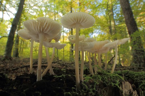 Common bonnet (Mycena galericulata), group, environment, forest, Helmlinge, Helmling, Mycena,