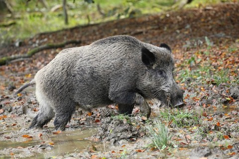 Wild boar (Sus scrofa) Boar comes out of the wallow, Allgäu, Bavaria, Germany, Europe