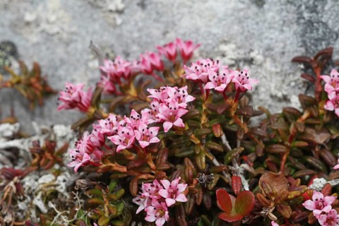 Alpine azalea (Loiseleuria procumbens) flowering plants in the tundra, Lapland, Northern Norway,