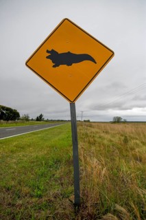 Sign Beware caimans, near Loreto, Esteros del Iberá, Province of Corrientes, Argentina, South