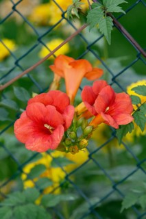 Trumpet Creeper blossoms at fence (Campsis x tagliabuana), trumpet flower, blossoms at fence,
