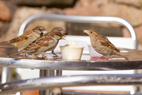 House Sparrow (Passer domesticus), flock on table in cafeteria garden, Northumberland, England,
