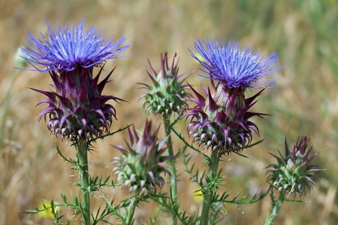 Artichoke (Cynara cardunculus) thistle, cardoon in flower