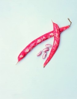 Borlotti bean, saliga bean, borlotti beans, saliga beans