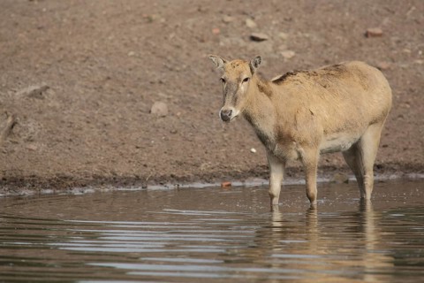 Père david's deer (Elaphurus davidianus), female, water, shore, captive
