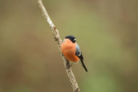Male eurasian bullfinch (Pyrrhula pyrrhula) in Bad Schönborn, Baden-Württemberg, Germany, Europe