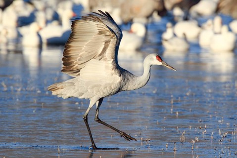 Sandhill crane (Grus canadensis), Sandhill crane, taking off, wintering, Bosque del Apache National