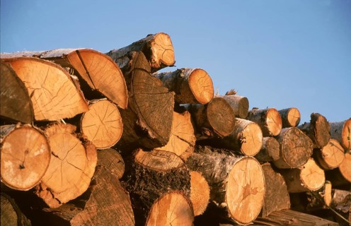 Firewood, logs, sawn into pieces