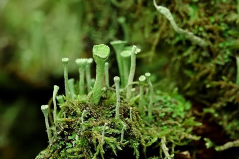 Cup lichen (Cladonia Fimbriata), forest, October, Saxony, Germany, Europe
