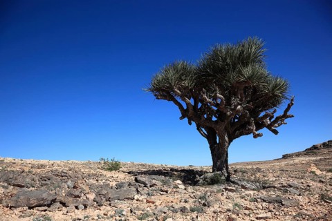 Dragon's blood tree, Southern Dhofar landscape, Jabal al-Qamar, Oman, Asia