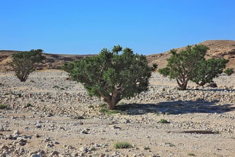 Wadi Dawqah, Incense Tree Cultures, UNESCO World Heritage Site, frankincense (Boswellia Sacra)
