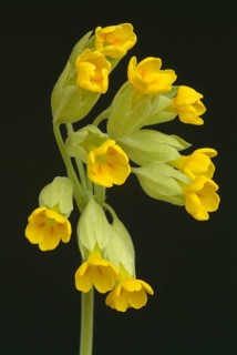 Common cowslip (Primula officinalis), cowslip, apothecary primrose, medicinal plant, flowers