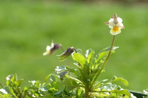 Field heartsease (Viola tricolor), medicinal plant, herb, wild plant, medicinal use