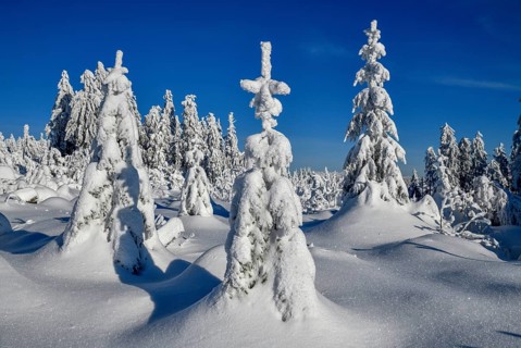 Snowy winter landscape near the Vogelskopf, near Baiersbronn, county Freudenstadt, Black Forest,