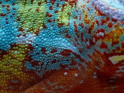 The skin of a panther chameleon (Furcifer pardalis)