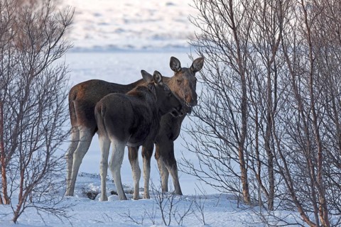 Cow elk (Alces alces) with young in winter on the island of Andøya, Vesterålen, Norway, Europe