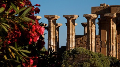 Detail, Columns, Oleander bush, Selinunte, Archaeological site, Temple, Southwest Sicily, Sicily,