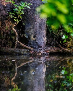 Nutria (Myocastor coypus), Germany, Europe