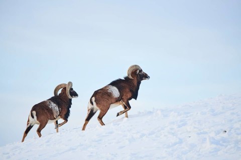 European mouflon (Ovis aries musimon) rams on a snowy meadow in the mountains in tirol, Kitzbühel,