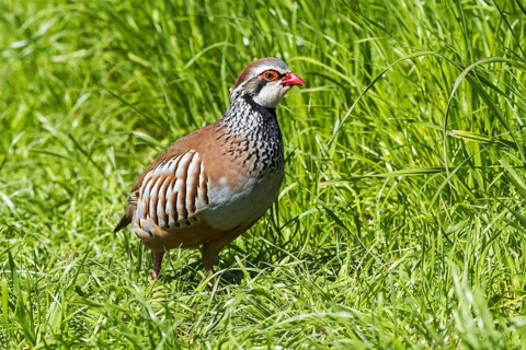 Red-legged partridge (Alectoris rufa), French partridge foraging in meadow, grassland