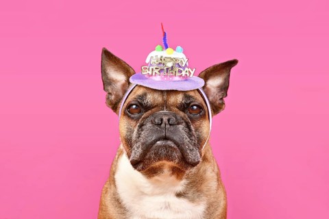 French Bulldog dog with happy birthday party hat on pink background