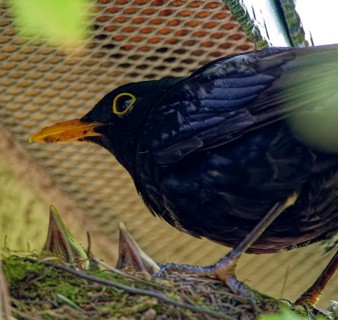 Blackbird, male and nestlings, young blackbirds (Turdus merula) in nest, Saxony, Germany, Europe