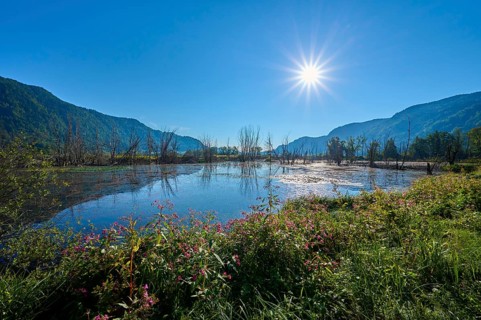 Moorland, sun, morning, summer, Bleistätter Moor, Steindorf am Ossiacher See, Lake Ossiach,