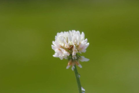 White clover (Trifolium repens), single flower, with water drop, North Rhine-Westphalia, Germany,