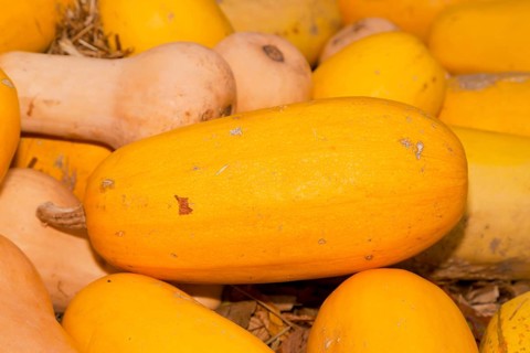 Pumpkins (Cucurbita) (Cucurbitaceae) are a genus of plants in the gourds . Five species are