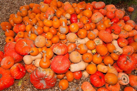 Pumpkins (Cucurbita) (Cucurbitaceae) are a genus of plants in the gourds . Five species are