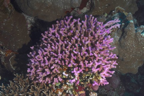 Griffon coral (Stylophora pistillata), Sataya Reef dive site, Red Sea, Egypt, Africa