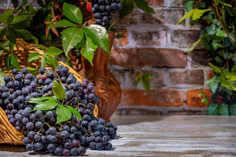 Blue burgundy grapes in and next to basket with wine jug in front of brick wall with leaves,