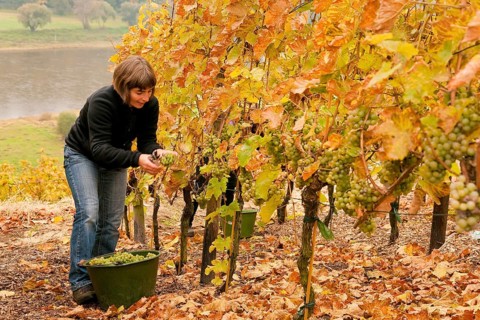 Grape grape harvest in the vineyard, Rote Presse