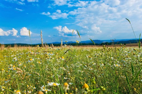 Rathewalde, flower meadow in summer