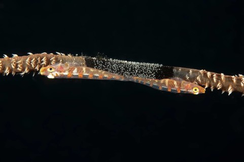 Extreme close-up of pair of wire coral goby (Bryaninops amplus) White-striped sea whip goby