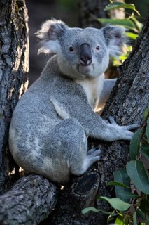 Koala (Phascolarctos cinereus), on tree trunk, captive, Baden-Württemberg, Germany, Europe