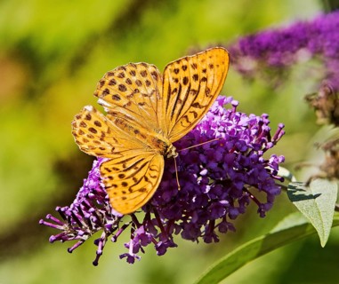 Butterfly Emperor Cloak (Argynnis paphia), Witten, North Rhine-Westphalia, Germany, Europe
