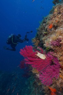 Egg capsule of nursehound (Scyliorhinus stellaris) on violescent sea-whip (Paramuricea clavata)
